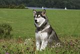 ALASKAN MALAMUTE 728